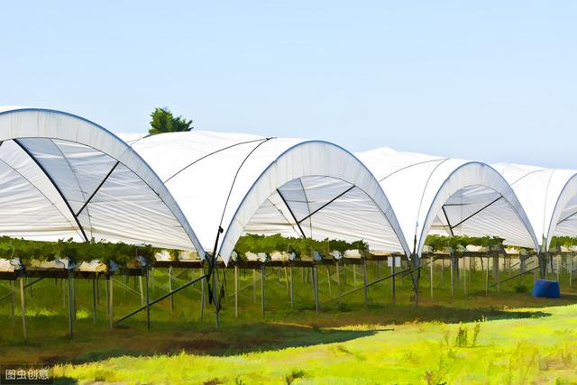 大棚蔬菜种植秋葵,黄秋葵大面积种植怎么育苗