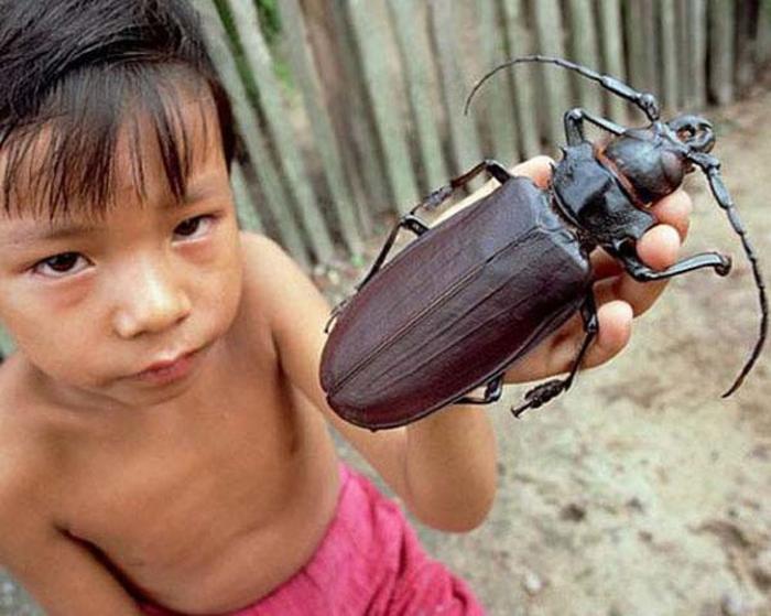 盘点那些神秘巨型生物,真实的10大巨型生物