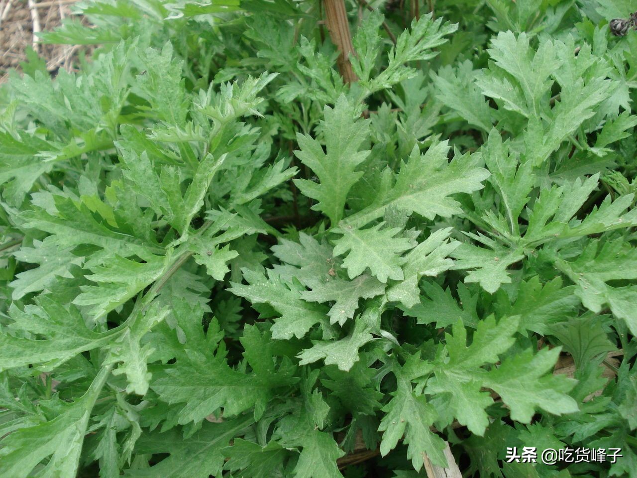 有一种乡愁叫家乡的油菜,有一种乡愁叫家乡的麦田