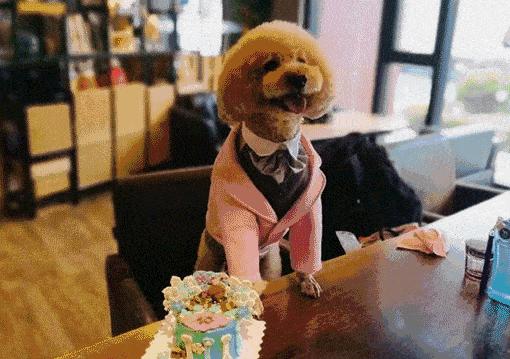 怎么通过狗狗便便颜色判断,狗狗吐绿色的呕吐物要不要看