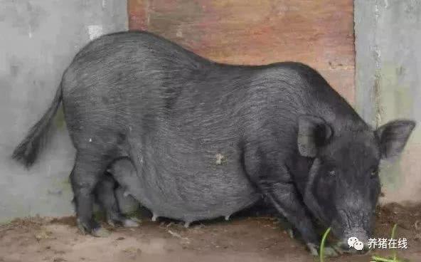 苏轼笔下的猪肉为何如此美味？微生物发酵饲料助力生态肉禽养殖