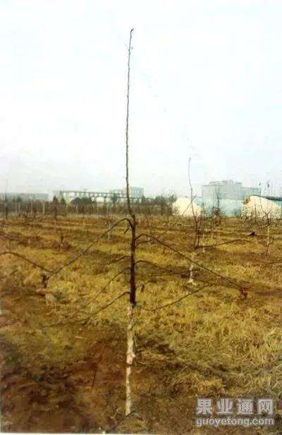 苹果树傻瓜式修剪技术详解,桃树傻瓜式修剪技术