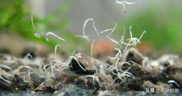 鱼缸里的蛋白虫对人体有害么,鱼缸蛋白虫和涡虫的危害和防治