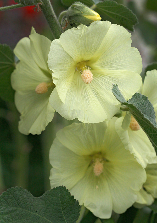绿山墙的安妮目录概括,绿山墙的安妮全书梗概