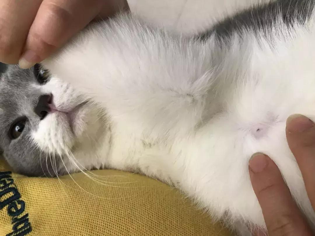 公猫可以有多个乳房吗,公猫也长乳房吗