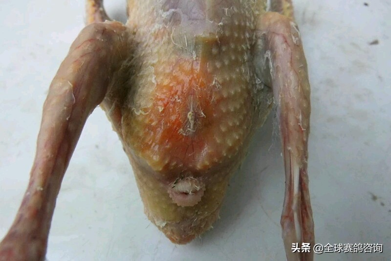 幼鸽肚脐没收好怎么办,幼鸽出壳后脐带怎么处理