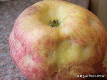 苹果缩果病怎么治疗最好,大枣缩果病如何防治