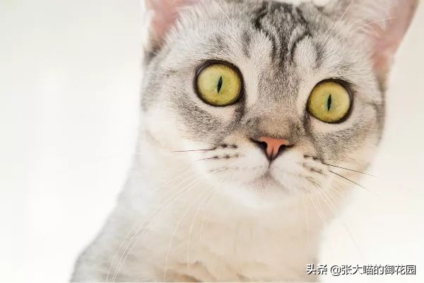 辟谣猫咪传染狂犬病的真相,猫咪是否传染新冠