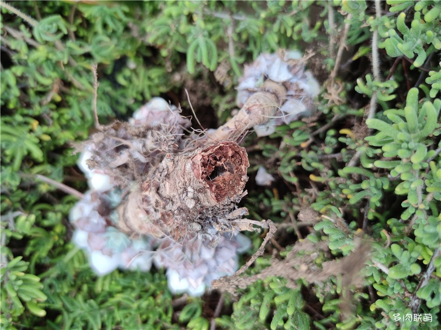 多肉薄叶蓝鸟老桩图片,薄叶蓝鸟最佳养殖方法