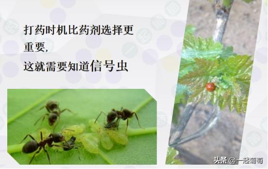 葡萄常见的虫害有哪些,葡萄虫害最佳防治方法