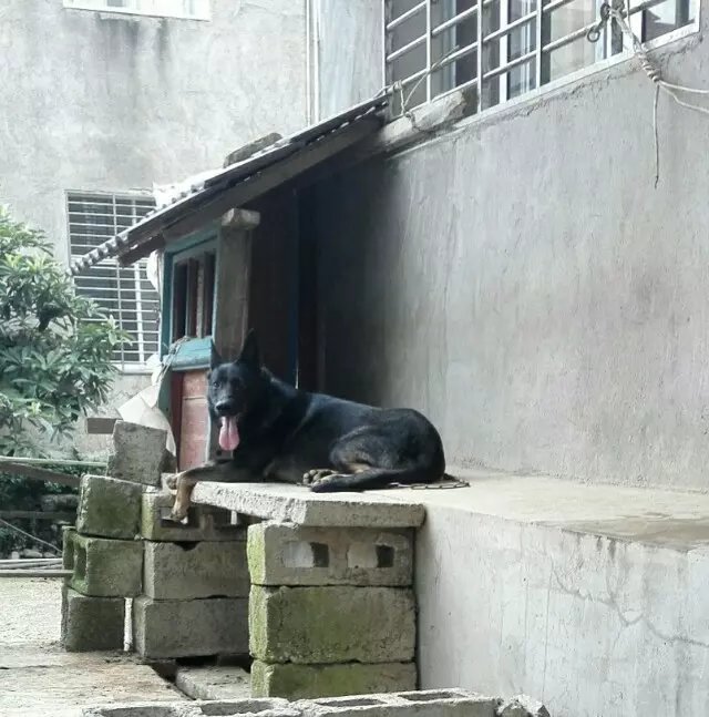 狗被送到狗肉馆后续,被卖到狗肉馆的狗被救