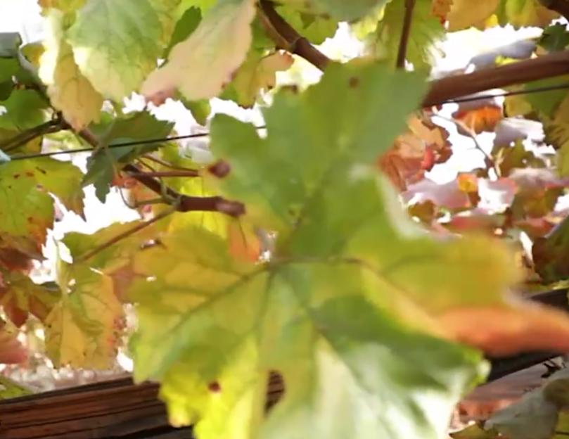 蓝宝石葡萄木质化差成花率低咋办,甜蜜蓝宝石葡萄为什么会涩