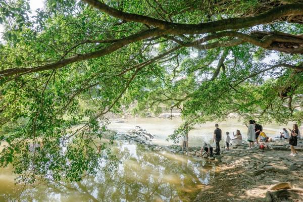 福建云水谣古村,福建云水谣古镇榕树