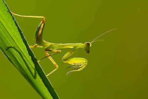 雌螳螂吃雄螳螂雄螳螂为什么不跑,黑寡妇螳螂吃螳螂
