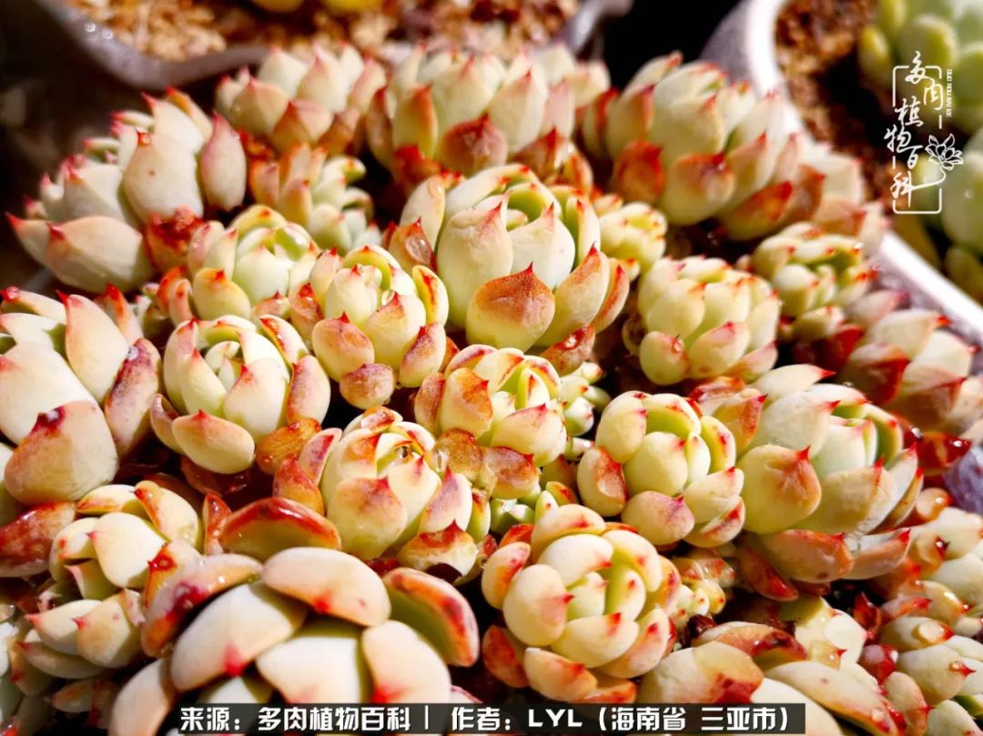 开挂区养多肉,非开挂区怎么把多肉养出态势