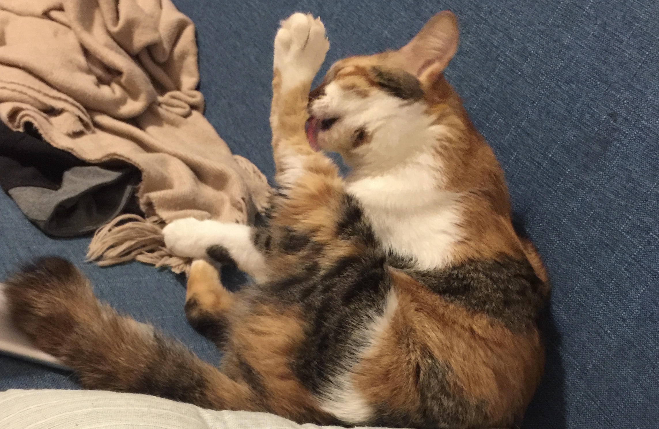 猫咪尿不出来多喝水还是少喝水,猫咪不爱喝水试试这个办法视频