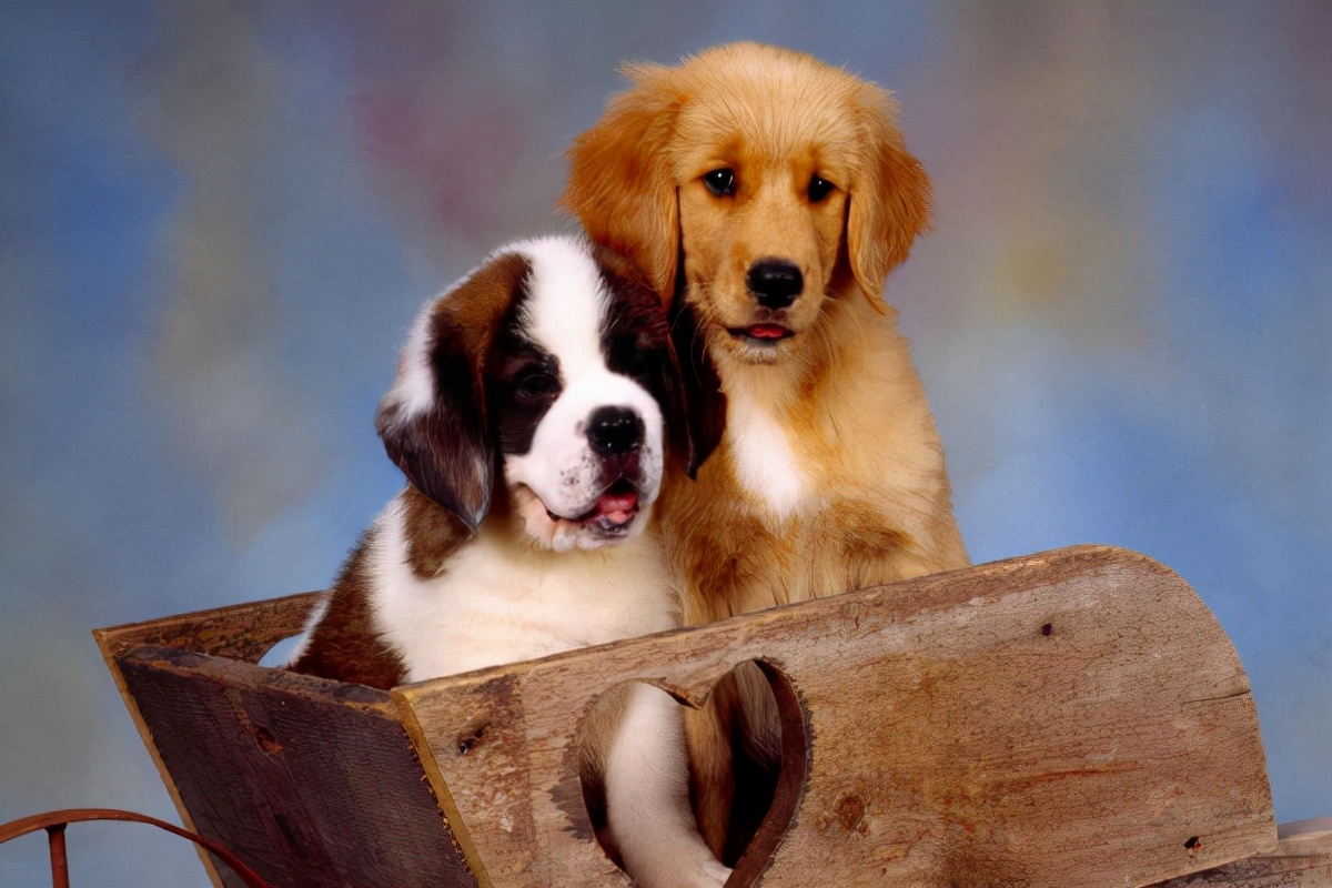 狗狗咳嗽是什么原因导致的,狗狗咳嗽是怎样的症状