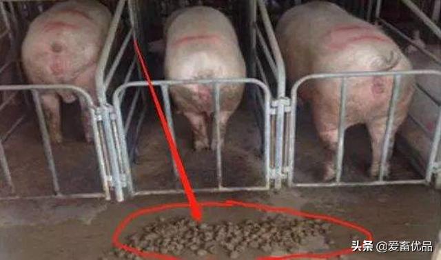 母猪不吃打针后流血不止怎么办,母猪不吃料也不发烧应该怎么办