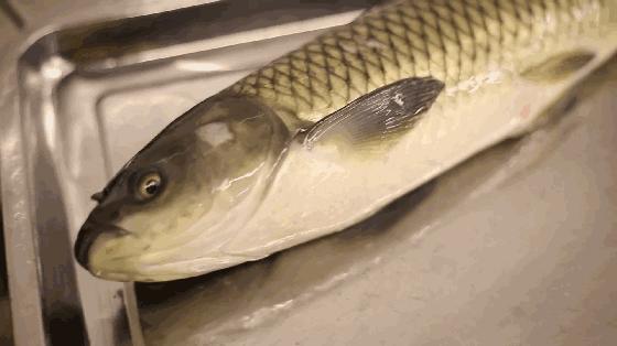 鱼类特点,鱼类特征