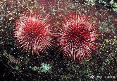 海缸养鱼长绿藻,海缸藻类多适合养鱼吗