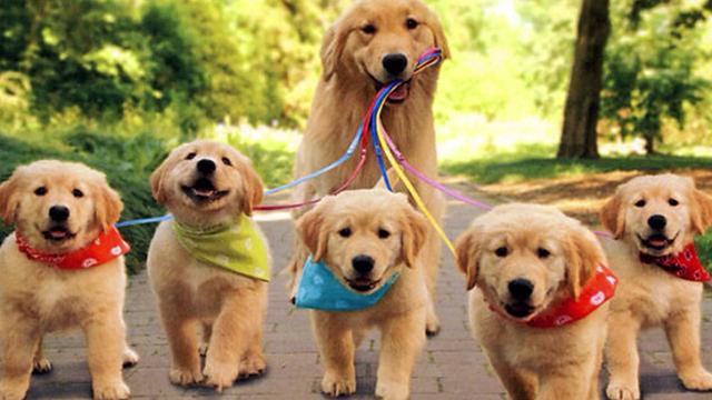 狗狗生完小狗什么都不吃怎么办,狗狗生完孩子不让主人摸怎么办