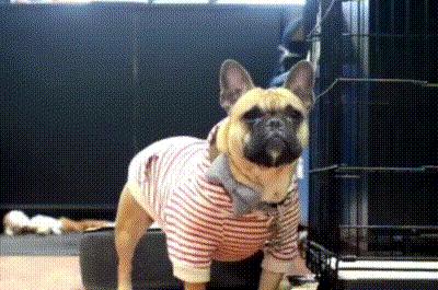 犬猫行为异常有哪些常见症状,发现猫有问题能退吗