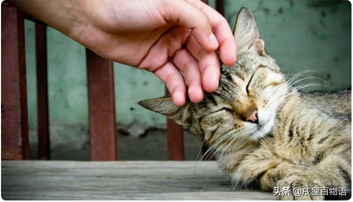 猫咪遗传性肾衰竭会死吗,猫咪肾脏肿大疾病有哪些