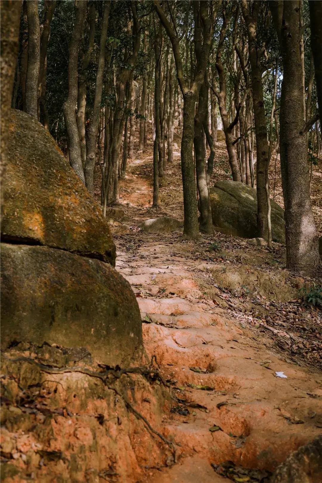 深圳首条手作“原始登山道”，人少好爬风景超美…过年去哪不用愁