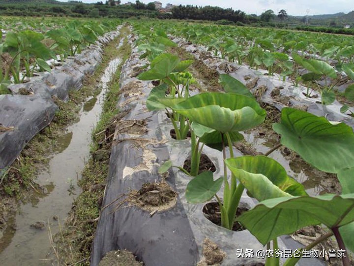 芋头根腐病用药配方,芋头根腐病根治方法