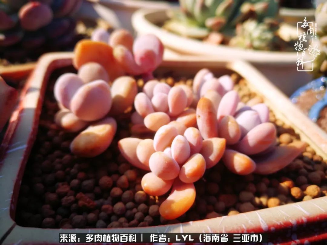 开挂区养多肉,非开挂区怎么把多肉养出态势