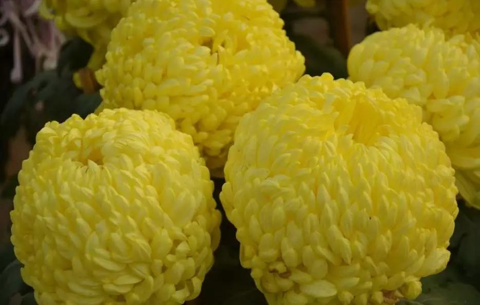 楼观台菊花展,楼观菊花
