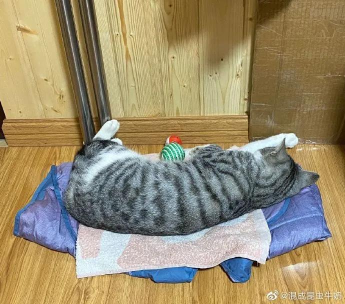 猫咪患上怪病久治不愈生命垂危，医生：打一顿就好了！