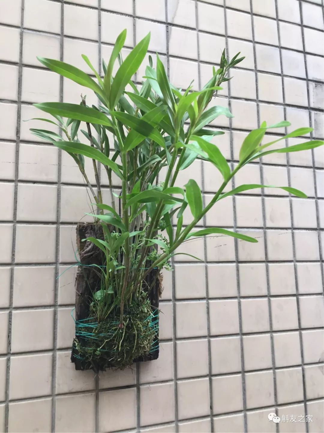 石斛兰黄叶怎么解决,为什么石斛兰叶子很脆