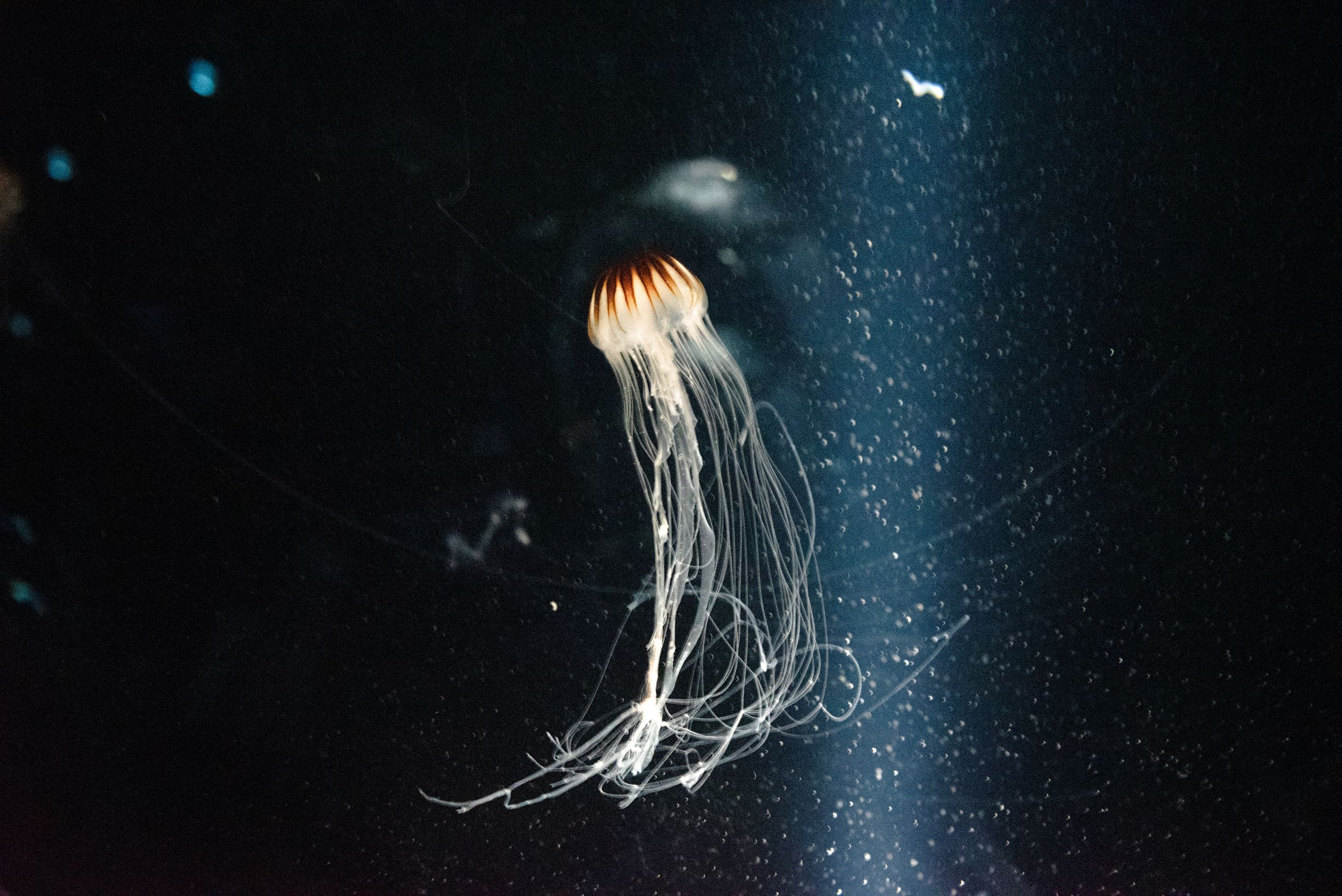 日本大阪两天旅游攻略视频,日本大阪购物攻略