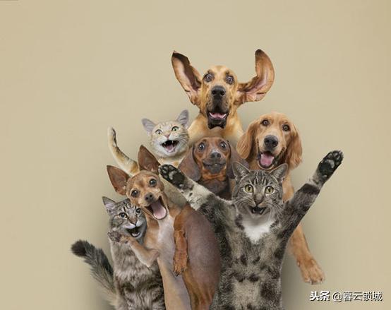 猫狗咬伤急救常识视频,东莞猫狗咬伤视察法