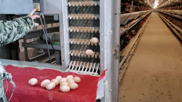 农商银行惠农贷款助力乡村振兴,金融活水助力乡村振兴