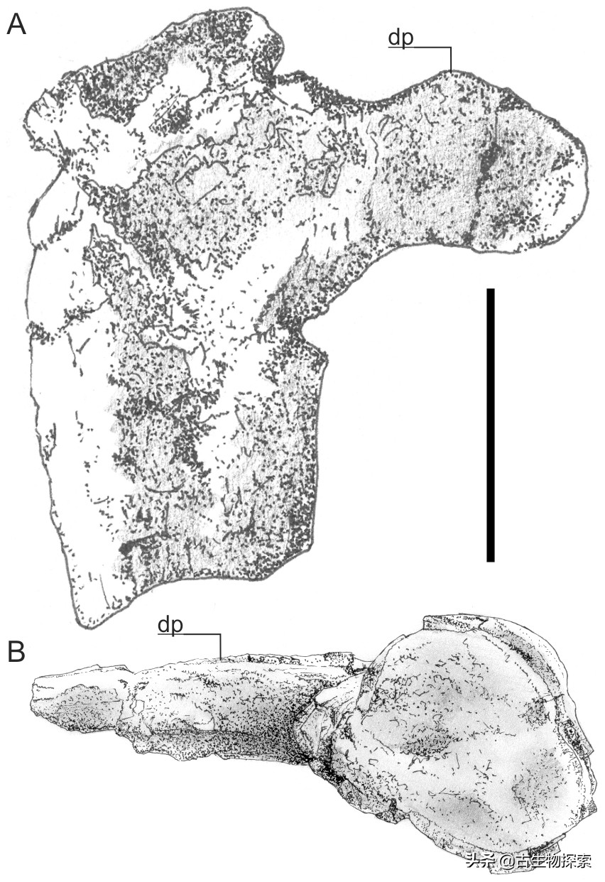 巨型翼龙视频,超大型翼龙