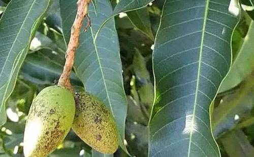 什么方法治疗黑斑,芒果水印斑病怎么防治