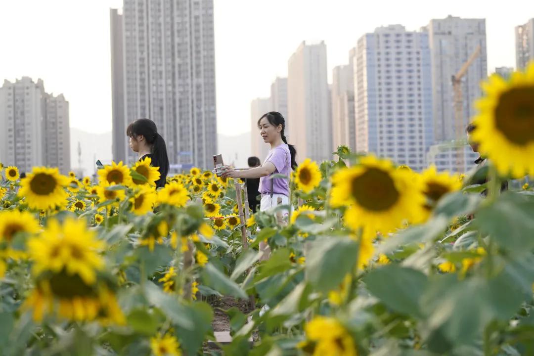 五一假期超4200万人次游四川,北碚国庆旅游收入