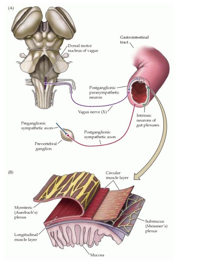 张文宏少吃碳水,张文宏少吃粥完整版