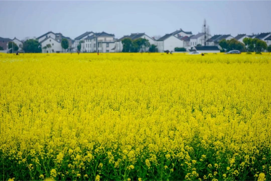 苏州赏花推荐景点有哪些,苏州赏花踏青攻略