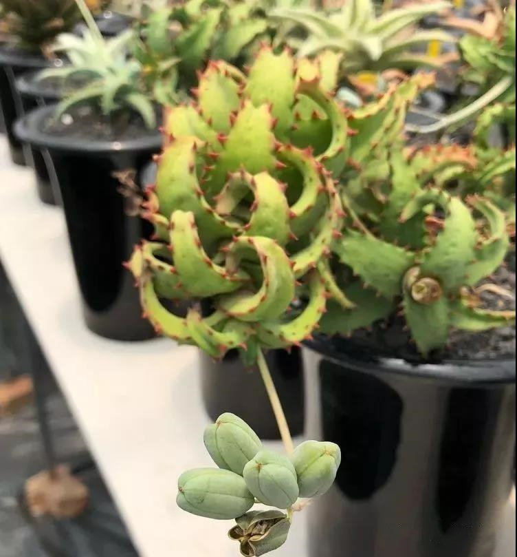 园艺观赏芦荟,园艺芦荟图鉴说明