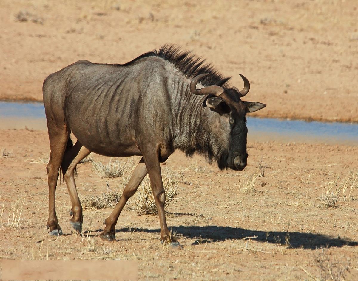 非洲牛科，物种繁多，来认识一下非洲大陆的各种羚羊吧