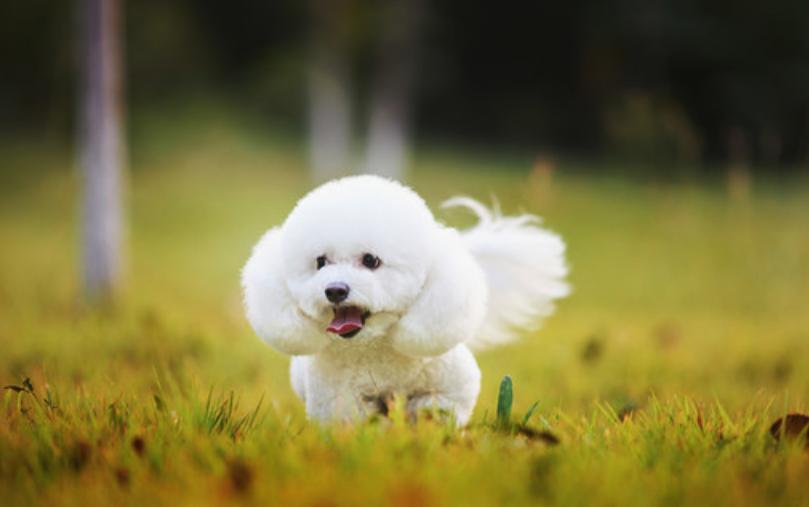 比熊突然不拉大便是什么原因,比熊突然不拉屎怎么回事