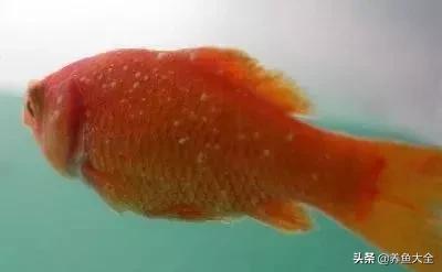 季节交替，关注观赏鱼水霉病的防治！