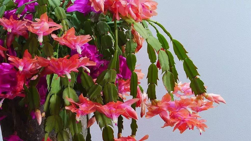 蟹爪兰干瘪发黄了怎么办,蟹爪兰叶子发黄发软怎么回事