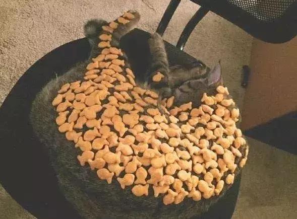 如何封印一只猫,怎么一招封印猫