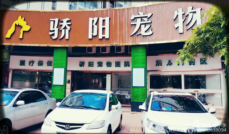 珠海宠物免费治疗,珠海哪里有宠物美容学校