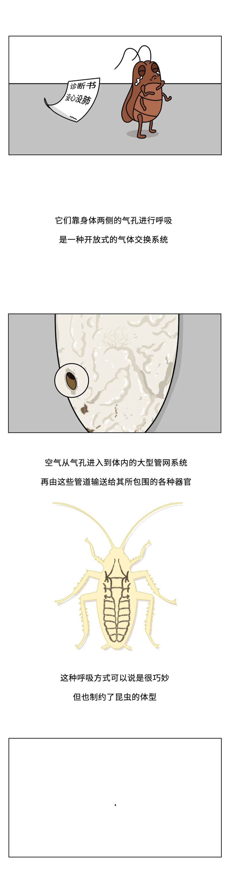 当你踩到蟑螂,蟑螂喷出来的透明液体是什么来的