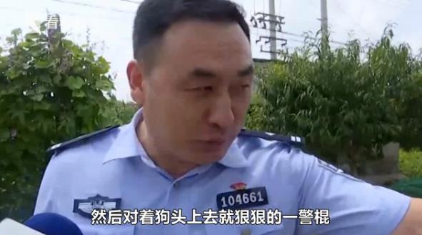 恶犬萨摩耶咬人被暴打,10岁小狗萨摩耶